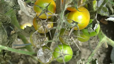 Защитите огурцы и помидоры от фитофторы этим нехитрым способом
