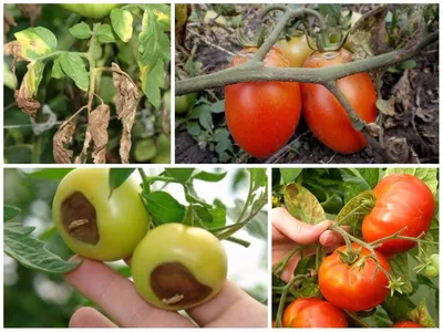 Болезни томатов: как выглядят и чем лечить | Садория.ру | Дзен