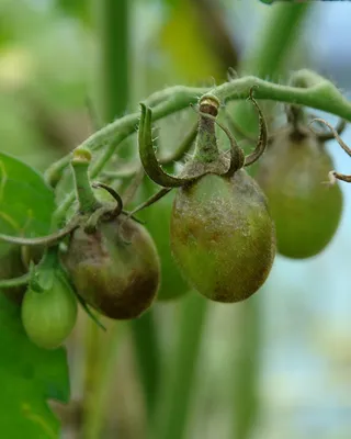 Фитофтороз на помидорах. Как бороться с фитофторой ? - YouTube