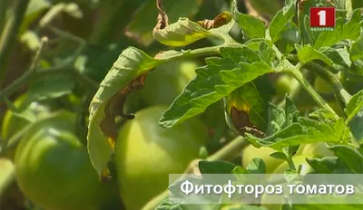 Фитофтороз томатов Всего 1 препарат и растения будут здоровы - YouTube