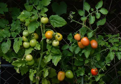 Фитофтора на томатах: фунгициды от фитофторы и профилактика - \"Професійне  насіння\"