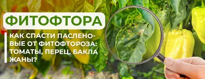 Удобрение для помидоров из йода - как использовать | РБК Украина