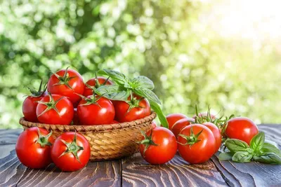 Как бороться с фитофторой на помидорах в теплице – чем и как обработать  кусты | На грядке (Огород.ru)