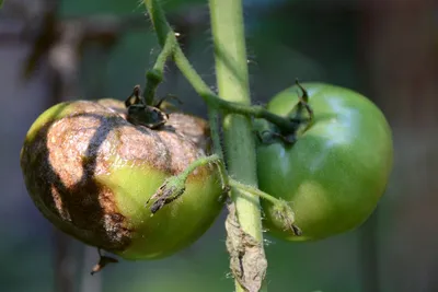 Как сохранить зеленые плоды томатов, если появилась фитофтора