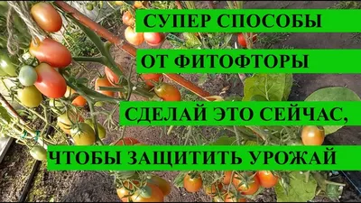 Фитофтора на томатах: почему появилась и чем лучше обработать