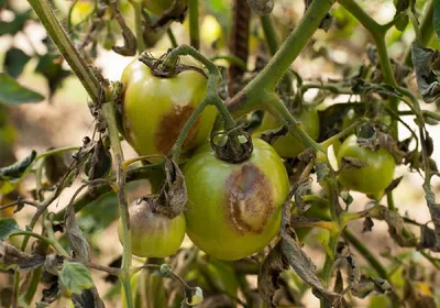 Фитофтора на помидорах - чем обработать, чтобы не чернели плоды - советы  огородников