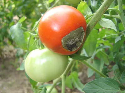 Фитофтороз - Болезни и вредители томатов - tomat-pomidor.com - форум
