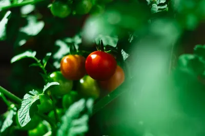 Фитофтора на помидорах: как бороться