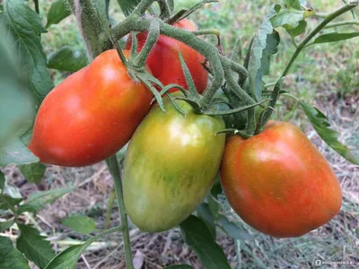 Фитофтора на плодах помидор фото фотографии