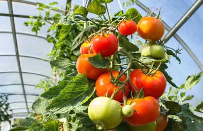 Чем обработать помидоры от фитофторы: эффективные средства
