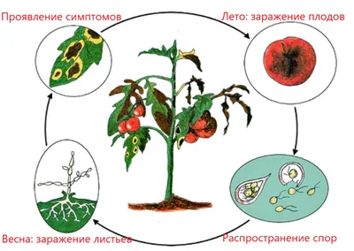 Фитофтороз томатов в теплице - причины, профилактика и методы борьбы с  заболеванием