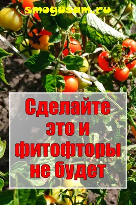 Микробиолог подсказал, как избавиться от Фитофторы на Помидорах. В итоге  мне удалось её победить | СуперСадовод! | Дзен