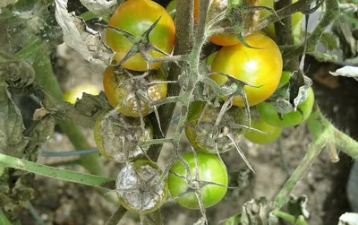 Обработка расссады сывороткой и йодом защитит томаты от фитофторы, огурцы  от мучнистой росы - «ФАКТЫ»