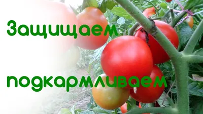 Йод и зеленка для огурцов: обработка огурцов зеленкой и йодом - Agro-Market