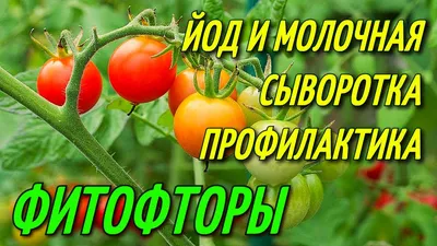 Фитофтороз — Википедия