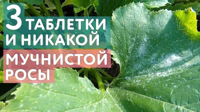 История появления и изучения фитофторы — Журнал \"Картофельная Система\"