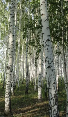 Березы Весной В Березовой Роще — стоковые фотографии и другие картинки Без  людей - Без людей, Белый, Берёза - iStock