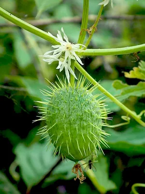 Эхиноцистис Бешеный огурец (Echinocystis Lobata)