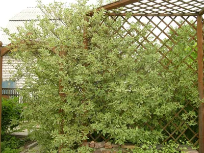 Дерен белый «Элегантиссима» (Cornus alba «Elegantissima») купить для  ландшафтного дизайна в Москве