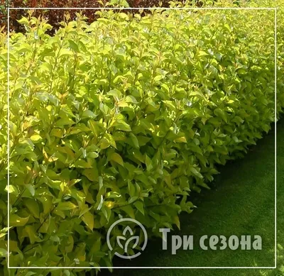 Дерен белый Сибирика Вариегата с доставкой! 🌱 [750783]