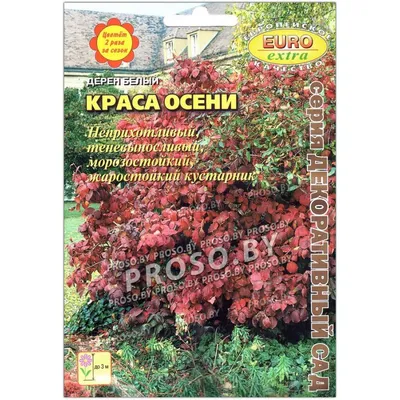 Дерен Белый. Подробно о деренах, сорта, формы, агротехника. -Растения -Д  -Статьи