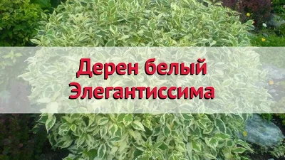 Дерен белый Элегантиссима Р9 / Cornus alba Elegantissima (ID#247393609),  цена: 50 ₴, купить на Prom.ua