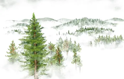 Обои лес, деревья, туман, верхушки, ели, сосны картинки на рабочий стол,  фото скачать бесплатно