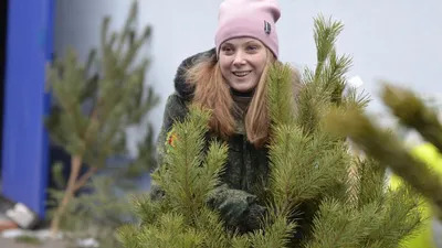 ДНР получила от Ленинградской области 100 000 сеянцев сосны и ели для  восстановления леса - Общество - ДАН