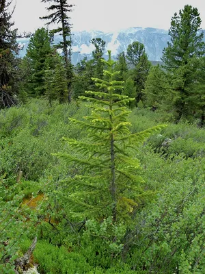 Искусственная елка Ель натуральная slim - Рождественские украшения  FairyTrees