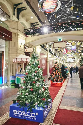 В столице появились первые новогодние елки - Мослента