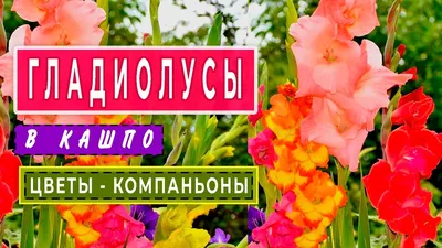 Сад гладиолусов Виноградских - Дорогие,друзья! Готов новый каталог  гладиолусов на сезон 2022г. Когда появится на сайте-точно не скажу,но можно  получить кталог индивидуально на электронную почту. Пишите ,пожалуйста,в  личные сообщения или на почту.Все