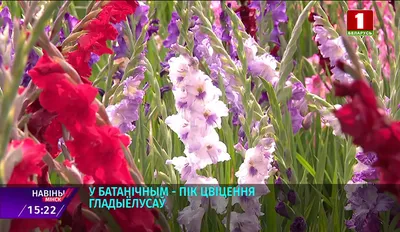 ГЛАДИОЛУСЫ в моем саду 2016 / Gladioluses 2016 - YouTube