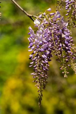 Глицинии в Никитском ботаническом саду. Wisteria chinensis… | Flickr