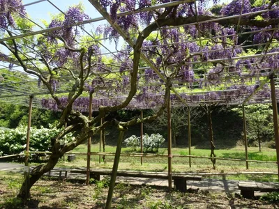 На днях ездили в Никитский ботанический сад. Сейчас цветет глициния. Это  очень красиво! Три года назад осенью я насобирала семян глицинии и… |  Instagram