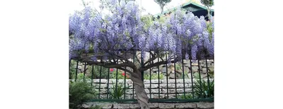 В Ботаническом саду КФУ цветёт глициния | Крымский федеральный университет