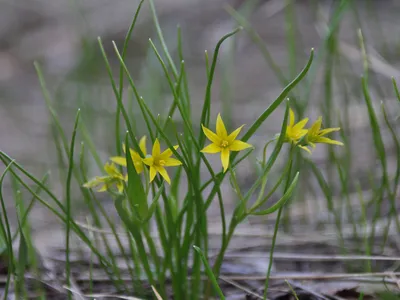 MacroID.RU - Гусиный лук (Gagea lutea)