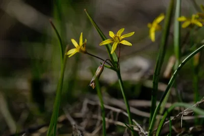 Фотокаталог растений: Гусиный лук маленький (Gagea minima)