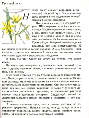 Фотогалерея - Лилейные (Liliaceae) - Гусиный лук малый (Gagea minima (L.)  Ker-Gawl.) - Природа Республики Мордовия