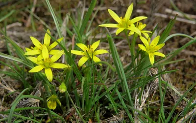 Гусиный лук желтый (Gagea lutea (L.) Ker-Gawl.)