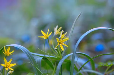 Гусиный лук жёлтый (Gagea lutea)