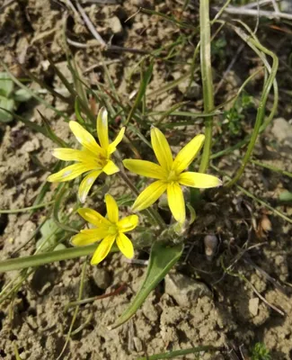 Гусиный лук жёлтый (Gagea lutea)