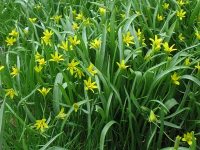 Гусиный лук жёлтый (Gagea lutea)