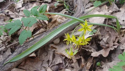 Гусиный лук желтый (Gagea lutea) | Дикий Юг