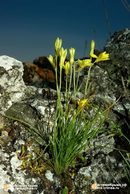 Гусиный лук жёлтый (Gagea lutea)