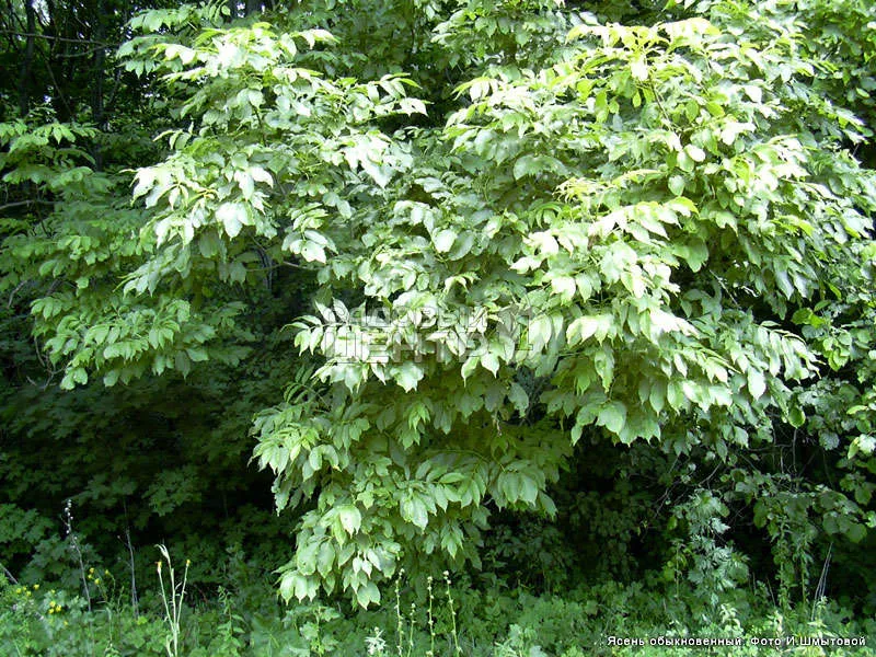 Ясень обыкновенный латынь. Ясень обыкновенный Fraxinus Excelsior. Ясень обыкновенный Ауреа. Ясень шерстистый ясень Зибольда.