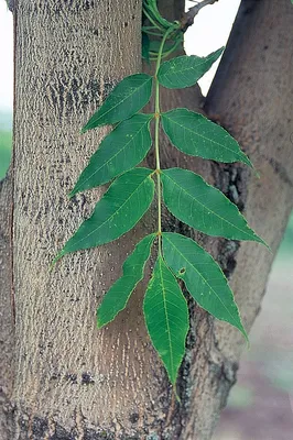 Прекрасные Листья Ясеня Весной Fraxinus Excelsior стоковое фото ©digoarpi  216010222