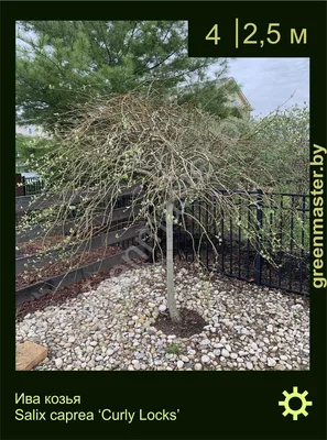 Ива козья (Salix caprea L.) – Лиственные деревья Буква «И» - цветочный  портал Ваш Сад!