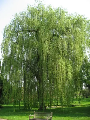 Ива плакучая Salix pendula