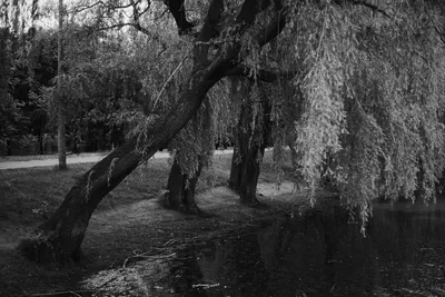 Дерево ивы возле воды озера Стоковое Фото - изображение насчитывающей  погода, сезон: 170788276