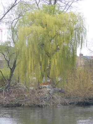 File:Ивы у воды Willows near water (29695353158).jpg - Wikimedia Commons